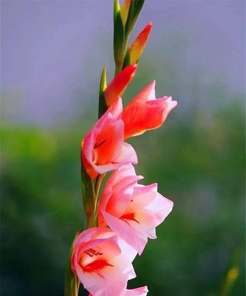 剑兰花语——寄托深情的芬芳（剑兰花语）
