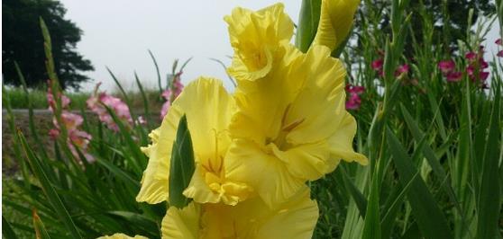 剑兰花语——寄托深情的芬芳（剑兰花语）