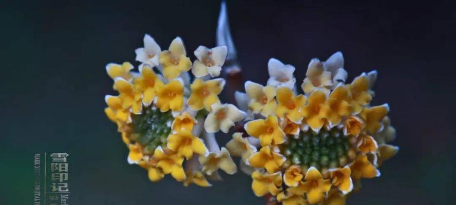 以结香花的寓意是什么（探索以结香花的象征意义与文化背景）