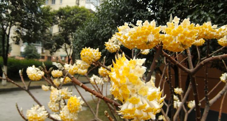 结香花的花语（探寻结香花的心灵故事）