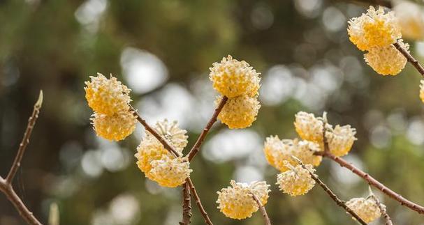 结香花的花语（探寻结香花的心灵故事）