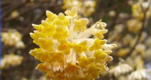 以结香花语，传递深情与祝福（绽放于时间长河中的美丽语言）