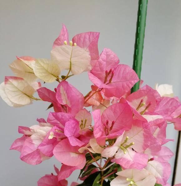 走进绿叶宫，探秘粉三角梅勤花之美（领略花园中的瑰丽）