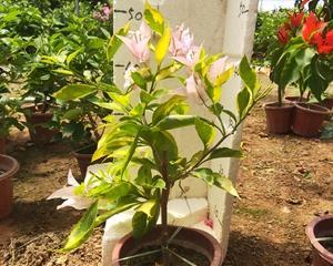 走进绿叶宫，探秘粉三角梅勤花之美（领略花园中的瑰丽）