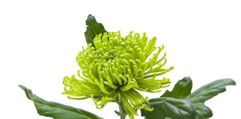 绿玉菊水培的方法与技巧（一起探索绿玉菊水培的奥秘）