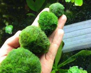 绿藻球繁殖方法详解（掌握正确的繁殖时间和技巧）