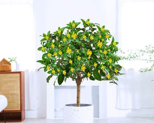 金桂花的花语与寓意（揭秘金桂花的神秘花语）
