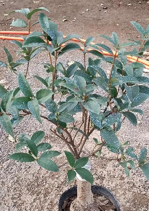 金桂花的花语与寓意（揭秘金桂花的神秘花语）
