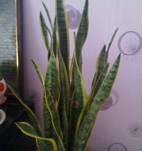 绿植浇水频率的正确掌握（掌握浇水频率）