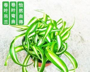 绿植卷叶疑难解析（探寻原因）
