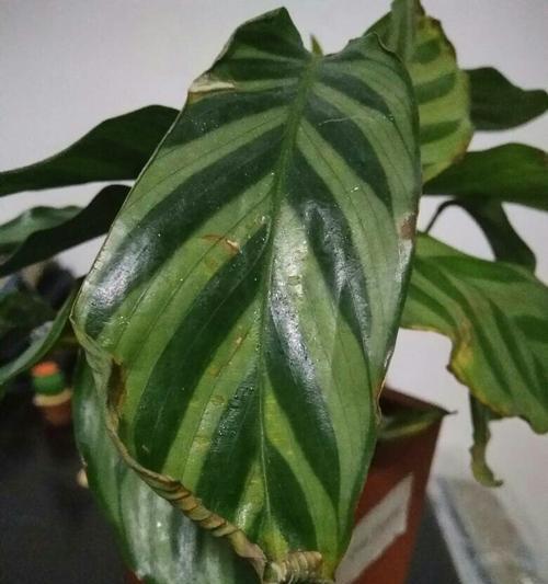 绿植卷叶疑难解析（探寻原因）