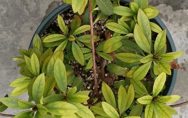 绿植叶片发黄，如何处理（绿植养护小技巧）