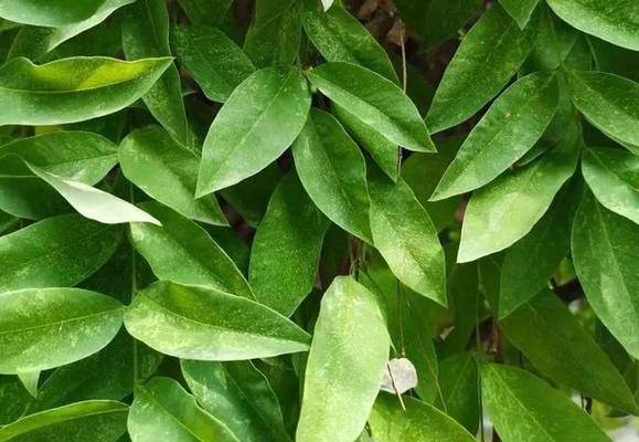 绿植叶片发黄，如何处理（绿植养护小技巧）