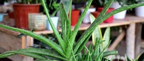 如何选择最适合绿植的肥料？