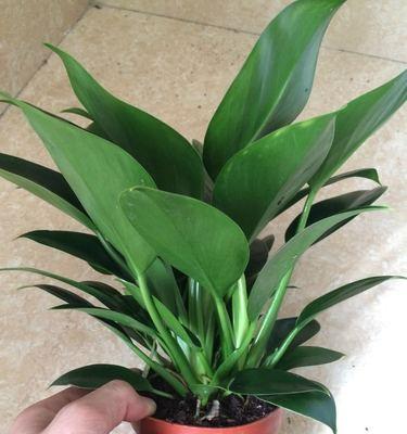 绿钻花的开花周期（探究绿钻花开花的时间和频率）