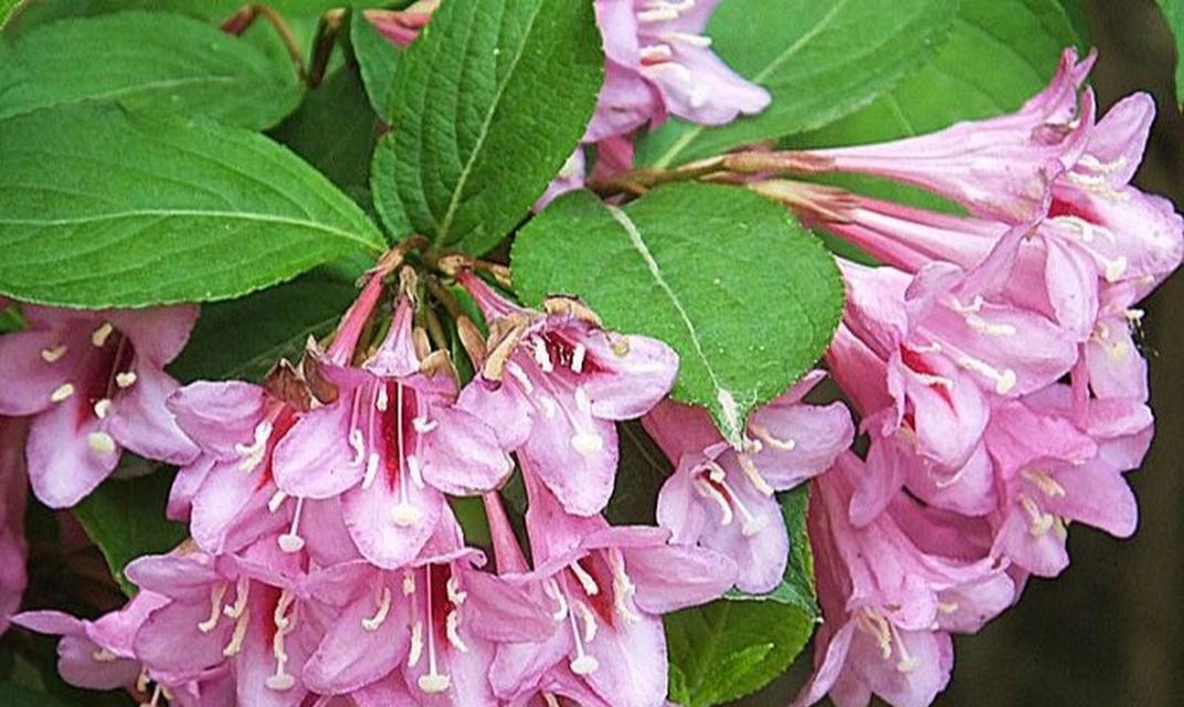 锦带花的花语及其象征意义（传递爱与祝福的锦带花）