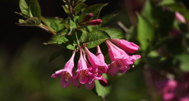锦带花的花语与寓意（探索锦带花的隐藏意义）