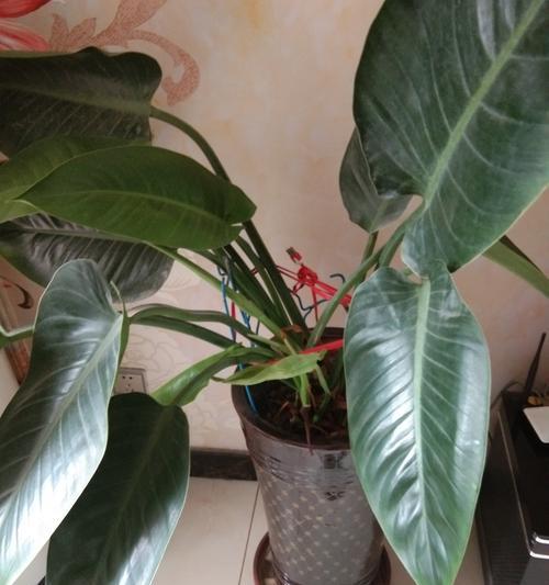 绿钻花分盆容易成活的技巧（分享绿钻花分盆的注意事项和方法）