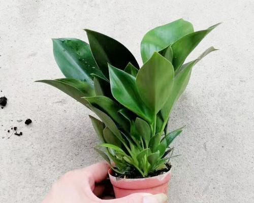 绿钻开花全攻略（了解绿钻的开花习性和美丽花朵的特点）