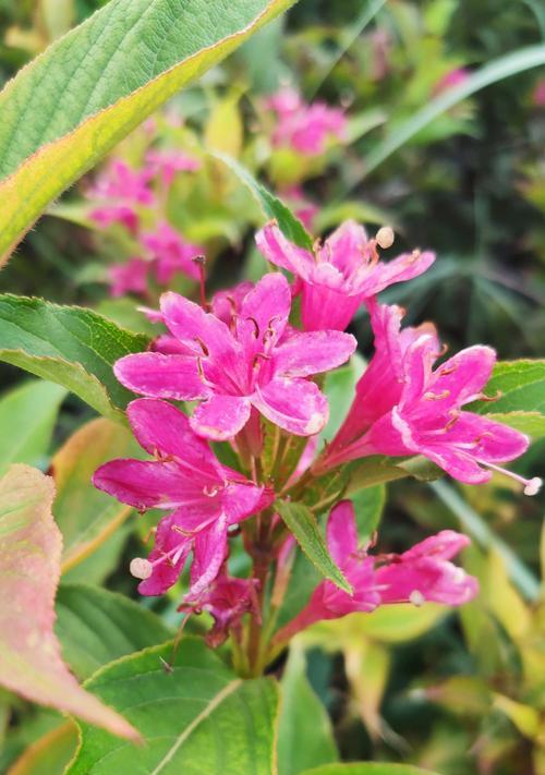 以锦带花花语的含义与象征（探索锦带花背后的深刻意义）