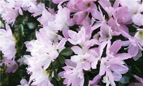 锦绣杜鹃的花语——美丽与希望（揭开锦绣杜鹃背后隐藏的花语之谜）