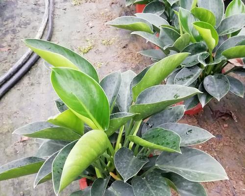 绿钻分株方法详解（种植爱好者必看）