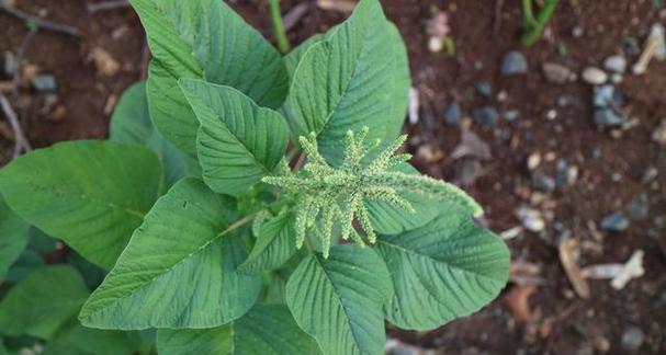 绿苋菜播种最佳时间：如何科学种植绿苋菜