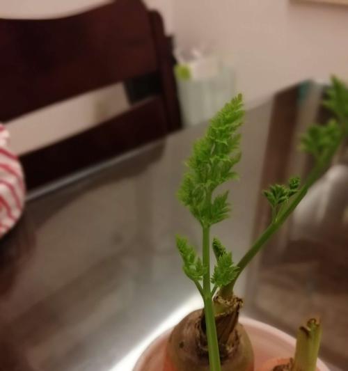 樱桃萝卜的生长周期解析（如何栽培樱桃萝卜）