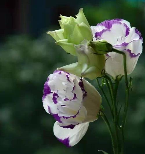 桔梗花花语之美（探索桔梗花的花语及其象征意义）