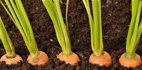 萝卜的种植时间和方法（全面掌握萝卜的栽培管理技术）