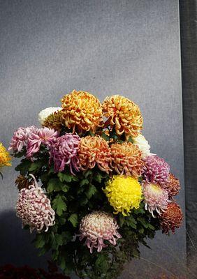 菊花的象征意义与文化价值（深入探索菊花在人们心中的重要地位）