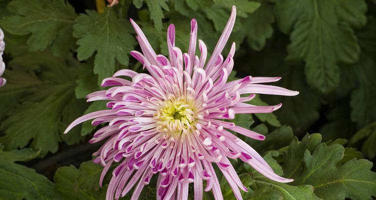 菊花的象征意义与文化价值（深入探索菊花在人们心中的重要地位）