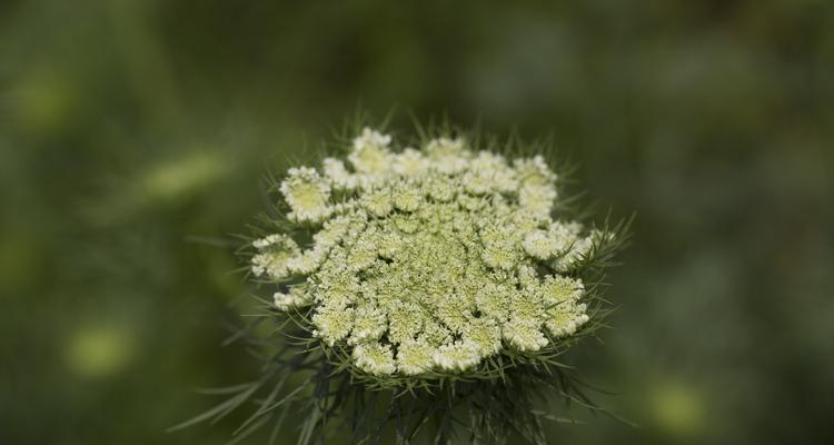 萝卜花叶病的防治方法（预防和治疗萝卜花叶病是关键）