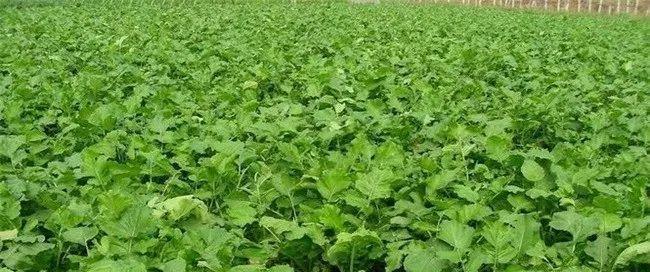 胡萝卜种植全攻略（什么季节和时间最适合种植胡萝卜）