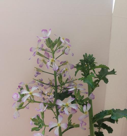 萝卜开花时间及花期长短（探究萝卜开花的原因和特点）