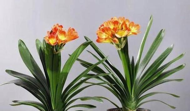 君子兰（以君子兰的寓意和象征意义探究）