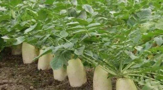 萝卜肥料施用指南（掌握这些技巧）