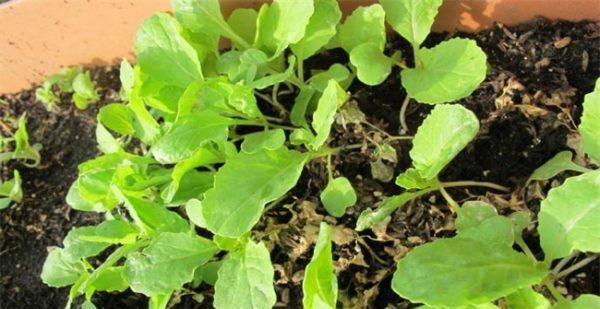 东北胡萝卜的种植技术与管理（从播种到收获）