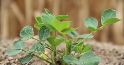 萝卜是被子植物的吗（探究萝卜的分类学归属）