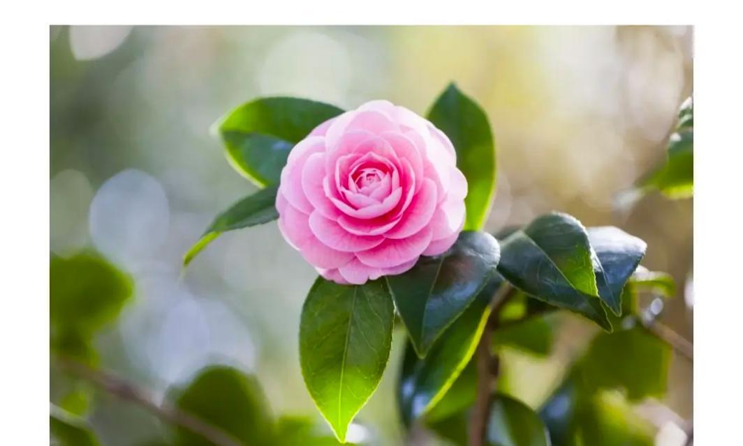 萝卜是被子植物的吗（探究萝卜的分类学归属）