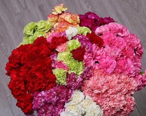 康乃馨花的丰富色彩与深远寓意（用色彩解读康乃馨花语）