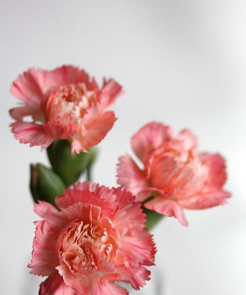 康乃馨的花语与意义（深入解读康乃馨代表的花语）