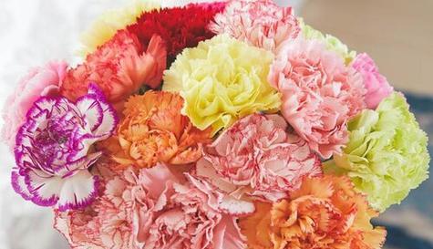 康乃馨花（探索康乃馨的寓意及象征性意义）