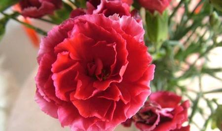 康乃馨的花语和寓意（探索康乃馨的花语及其背后的含义）