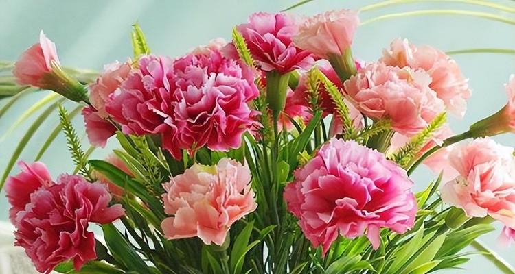 康乃馨花语与寓意（唤起情感的康乃馨）
