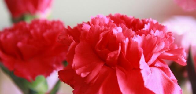 康乃馨的花语——爱情的芬芳（传递爱意的康乃馨和它的花语）
