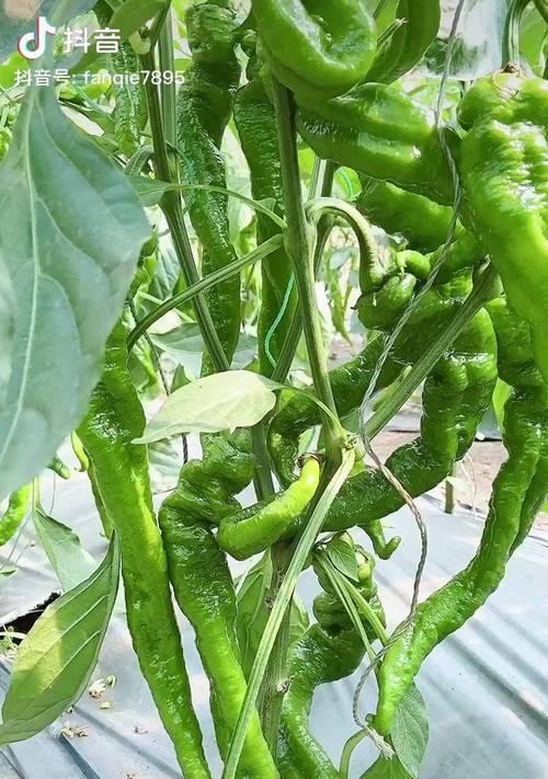 种植螺丝椒的最佳月份（探究螺丝椒种植季节）