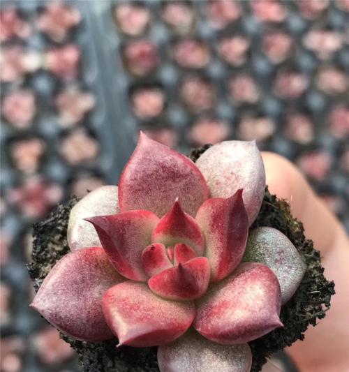 罗宾多肉养护指南（打造美丽的多肉植物）