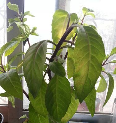 室内养罗布麻必读（了解罗布麻的毒性和养护技巧）