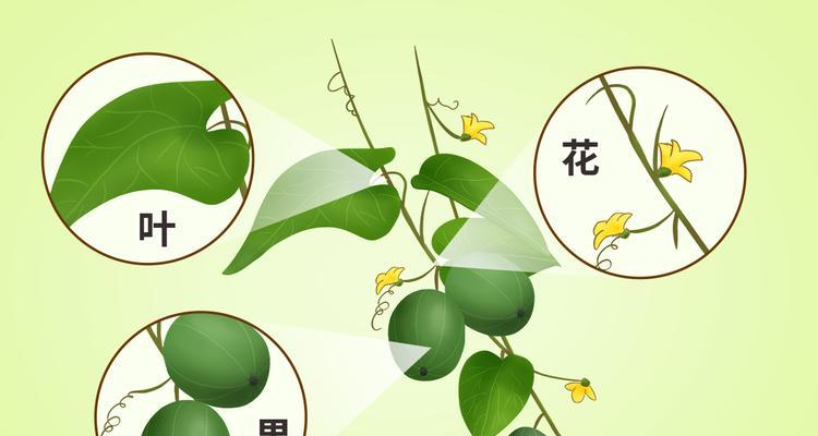 罗汉果树几年结果实的实验观察（探究罗汉果树的生长规律和果实结实情况）